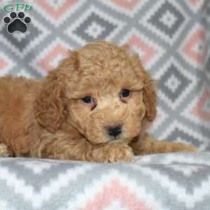 Peanut, Bich-Poo Puppy